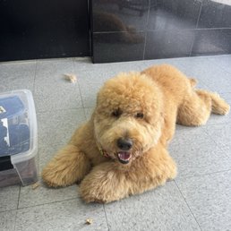 Teddy got a bath and a sanitary groom.