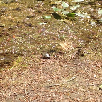 Lumber River State Park - Tiny turtle at Chalk Banks! - Parks Near Me - Orrum, North Carolina Lumber River State Park - Tiny turtle at Chalk Banks! - Parks Near Me - Orrum, North Carolina