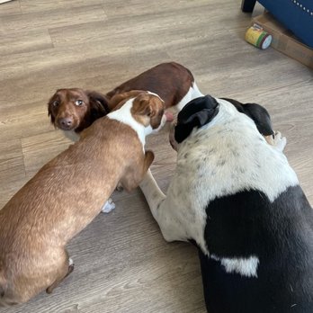 Pawfect Pals - Cpatured: Fig's uncertainty, Cleo's curiosity, and another dog's quest for friendship. - Dog Walkers Near Me Pawfect Pals - Cpatured: Fig's uncertainty, Cleo's curiosity, and another dog's quest for friendship. - Dog Walkers Near Me