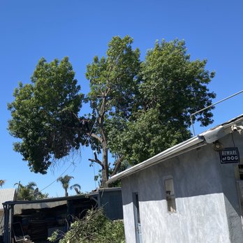 Lopez Landscape & Tree Service - The tree that was falling over onto the shed. - Tree Services Near Me