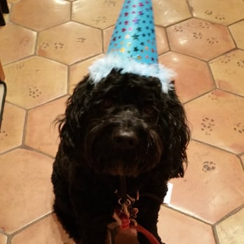 Ridge Dog Shop - Max! - Pet Groomers Near Me - Henrico, Virginia Ridge Dog Shop - Max! - Pet Groomers Near Me - Henrico, Virginia