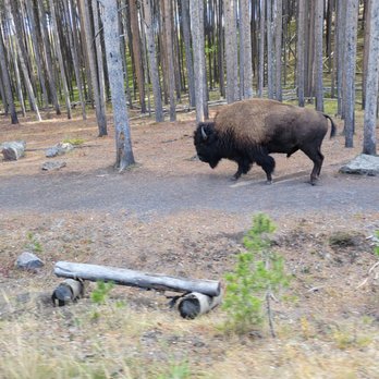 Yellowstone Recreation - Tours Near Me Yellowstone Recreation - Tours Near Me