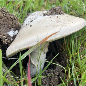 Indian Valley Open Space Preserve - Winter mushrooms - Parks Near Me - Novato, California
