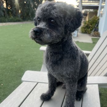 Dynamite Dogs Training & Grooming - Pet Training Near Me - Murrieta, California
