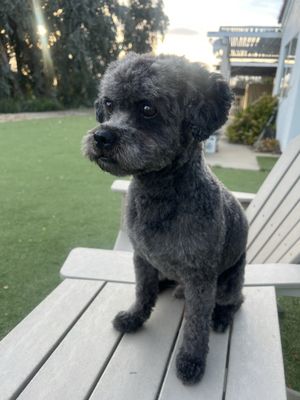 Professional Grooming You Can Trust 😍✅ - If you’re searching for Dynamite Dog Groomers in Murrieta, CA, you want more than a quick haircut. You want safe handling, clean facilities, and consistent results. At Dynamite Dogs Training & Grooming, we provide professional dog grooming services focused on coat health, hygiene, and comfort for dogs of all breeds and sizes.

Whether your dog spends weekends at the Promenade, joins you at Bushfire Kitchen in Murrieta, or hikes Santa Margarita River Trail Reserve, proper grooming keeps them comfortable, clean, and ready for every outing.