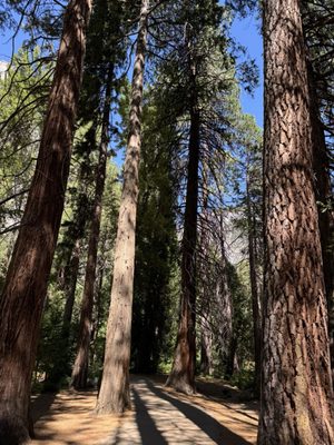 Lower Yosemite Falls Trailhead by null