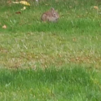 Crossroads Park - Bunny by golf course - Parks Near Me - Bellevue, Washington Crossroads Park - Bunny by golf course - Parks Near Me - Bellevue, Washington