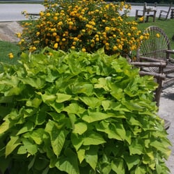 Hiawassee Fruit & Vegetable Market