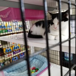 pet supermarket cats