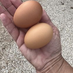 Canyon Peaks - The freshest eggs we've had.