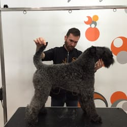 Kikecan - Kerry blue terrier cortado a tijera