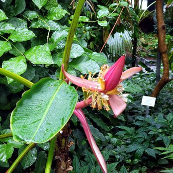 Palmengarten - Botanical Gardens Near Me - Frankfurt, HE