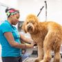 Photo of Colbys Dogcare & Spa
