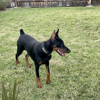 Hochburg K9 - Pet Training Near Me