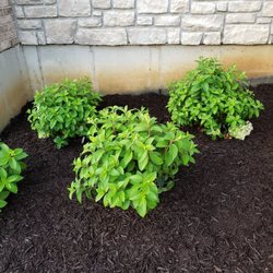 Sharon Nursery-Garden Store - New shrubs