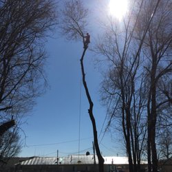 Golden Tree Service
