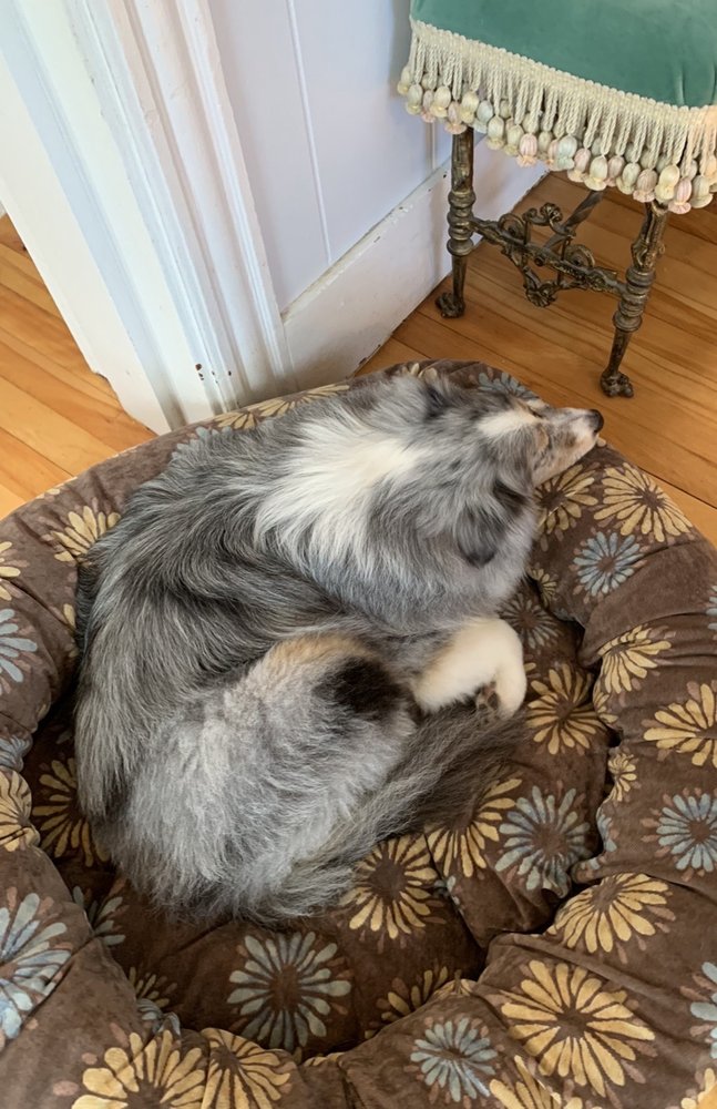 THE FAIRY DOGMOTHER Updated October 2024 19 Photos 11 Sanborn St