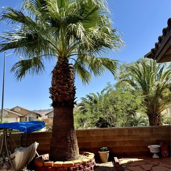 Treepro - After trimming - very nice, crew were happy workers and mostly affordable and dependable...thanks TreePro - Tree Services Near Me - Las Vegas, Nevada Treepro - After trimming - very nice, crew were happy workers and mostly affordable and dependable...thanks TreePro - Tree Services Near Me - Las Vegas, Nevada