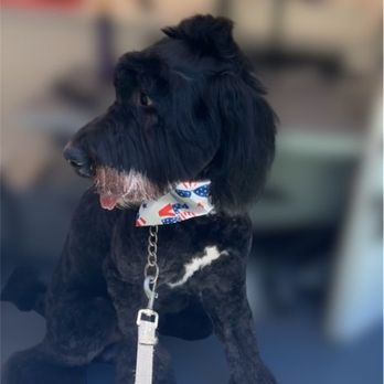 Dawg Team Apparel USA - Pet Stores Near Me - Memphis, Tennessee Dawg Team Apparel USA - Pet Stores Near Me - Memphis, Tennessee