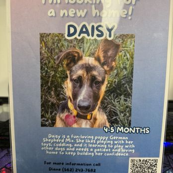 Life Choice Chiropractic - DAISY looking for a new home - Chiropractors Near Me - Long Beach, California