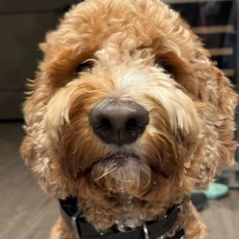 Temperature One Heating And Cooling - Our pup, Theo! - Heating & Air Conditioning/HVAC Near Me Temperature One Heating And Cooling - Our pup, Theo! - Heating & Air Conditioning/HVAC Near Me