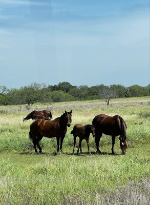 King Ranch by null
