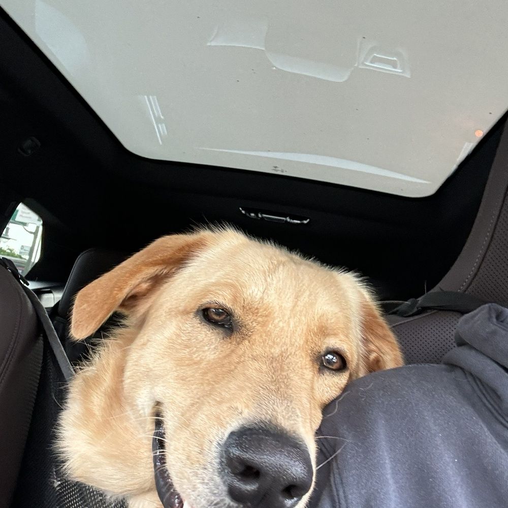 Emily's K9 Training - Pet Boarding Near Me - Castaic, California