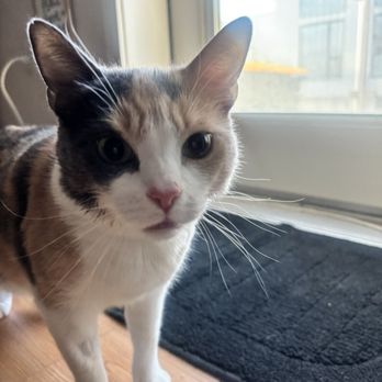 SoCal Veterinary Hospital - My baby after her dental procedure! - Veterinarians Near Me - San Marcos, California SoCal Veterinary Hospital - My baby after her dental procedure! - Veterinarians Near Me - San Marcos, California
