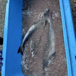Ferrari Fisheries - Black cod