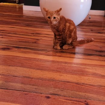 Mac Tabby Cat Cafe - Themed Cafes Near Me - Charlotte, North Carolina