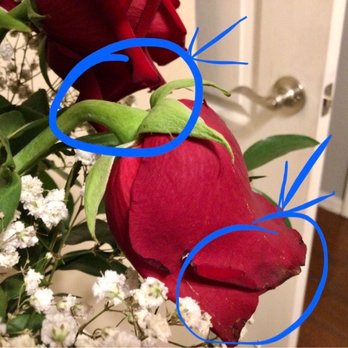 Beneva Florist - By day five, a 1/3 of flowers had droopy neck from being so old. Bruising all over the petals that should have been removed before delivery. - Florists Near Me - Brandon, Florida