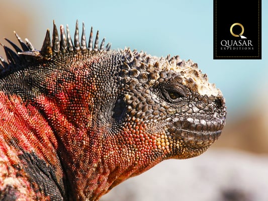 Quasar Expeditions by null