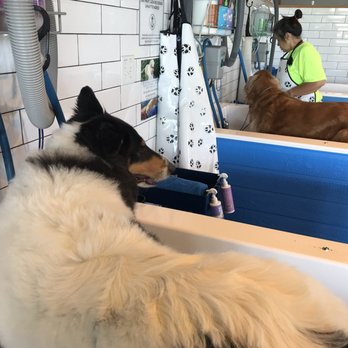 Metro Animals Pet Wash - Pet Groomers Near Me - Fort Worth, Texas Metro Animals Pet Wash - Pet Groomers Near Me - Fort Worth, Texas