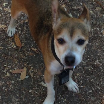 DogSpot - Pet Training Near Me - Oceanside, California