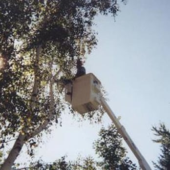 Huston's Tree Service - Tree Services Near Me - Hopkins, Minnesota Huston's Tree Service - Tree Services Near Me - Hopkins, Minnesota