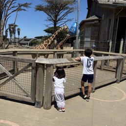 My kids watching the giraffes while they're eating 7/23/26 My kids watching the giraffes while they're eating 7/23/26
