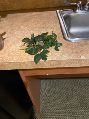 SOLERA AT WEST HOUSTON - Updated July 2025 - 28 Photos & 36 Reviews