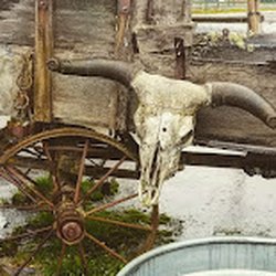 Country Farms And Ranch Supply