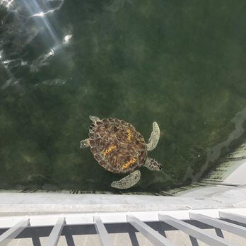 The Turtle Hospital - Popeyes had one of the most prettiest designs on his shell! Looks like it's painted in with its brush strokes! - Veterinarians Near Me - Marathon, Florida
