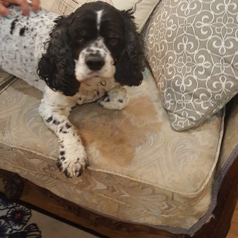 Songbird Artistry - Ari, the owners dog, seems to greet you when walking in - Arts & Crafts Near Me - Pittsburgh, Pennsylvania Songbird Artistry - Ari, the owners dog, seems to greet you when walking in - Arts & Crafts Near Me - Pittsburgh, Pennsylvania