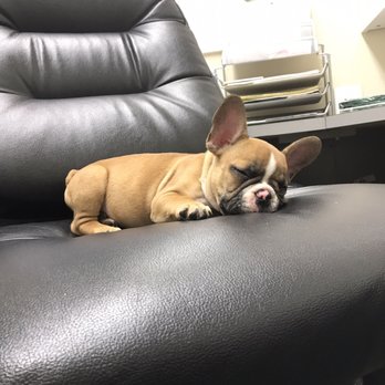 Distinctive French Bulldogs - Pet Breeders Near Me Distinctive French Bulldogs - Pet Breeders Near Me
