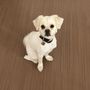 Azusa Pet Grooming and Spa