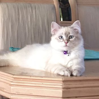 Snowy Hollow Siberian Cats - Pet Breeders Near Me Snowy Hollow Siberian Cats - Pet Breeders Near Me