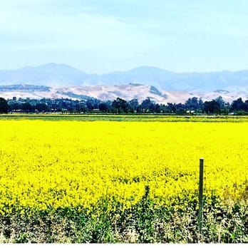 Martial Cottle Park - beautiful mustard fields! This was taken in late spring - Parks Near Me - San Jose, California Martial Cottle Park - beautiful mustard fields! This was taken in late spring - Parks Near Me - San Jose, California