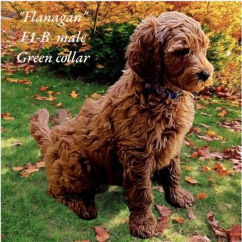 Bittersweet Goldendoodles - Pet Breeders Near Me - Newport, New Hampshire Bittersweet Goldendoodles - Pet Breeders Near Me - Newport, New Hampshire