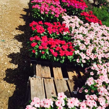 Big John's Nursery and Landscape - Nurseries & Gardening Near Me - Cedar Hill, Texas Big John's Nursery and Landscape - Nurseries & Gardening Near Me - Cedar Hill, Texas