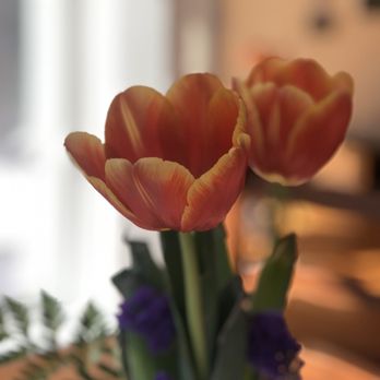 Muffins on Main - Tulips - Coffee & Tea Near Me - Westford, Massachusetts Muffins on Main - Tulips - Coffee & Tea Near Me - Westford, Massachusetts