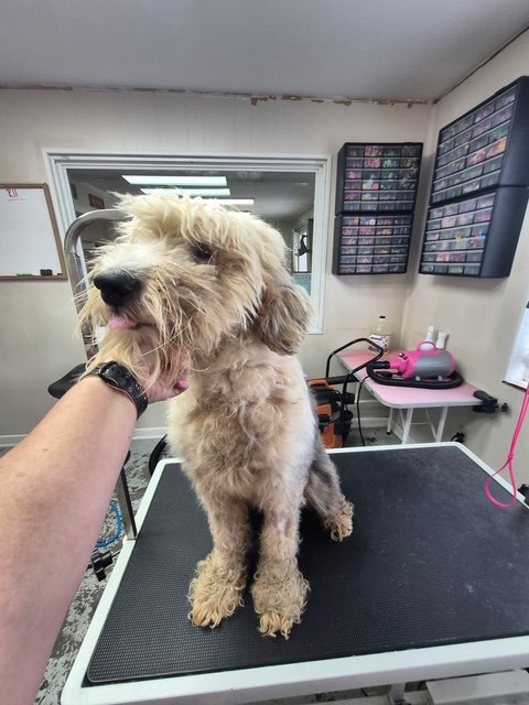 Grooming & Boarding Cottage - pet boarding facility in Harahan, LA