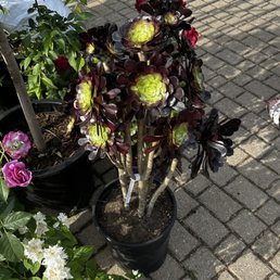 Zwartcop succulent