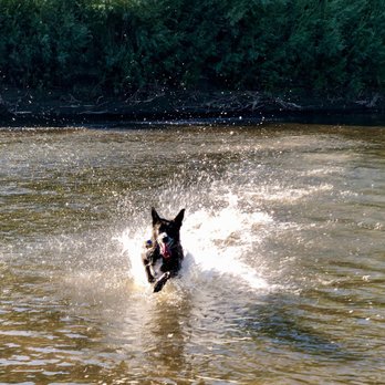 Bark Busters Home Dog Training - Reno - Carson River Play - Pet Training Near Me Bark Busters Home Dog Training - Reno - Carson River Play - Pet Training Near Me
